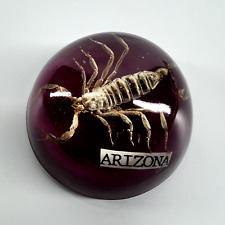 Vintage Arizona Encased Scorpion Desk Decoration/Paperweight picture