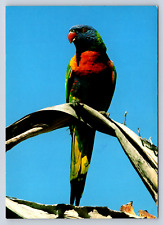 Vintage Postcard Rainbow Lorikeett Australia Bird picture