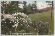 Marguerites in Manito Park Spokane WA Daisies Antique 1910 Postcard - Posted picture