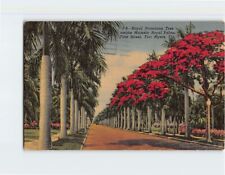 Postcard Spanish Moss om Florida USA picture