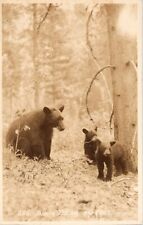 RPPC Black Bear & Cubs 625 Byron Harmon Banff Canadian Pacific Railway Postcard picture