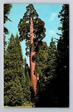 Kings Canyon Natl Park CA-California, General Grant Tree, Vintage Postcard picture