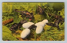 FL-Florida, Alligator Nest, Eggs Hatching, Baby Alligators Vintage Postcard picture