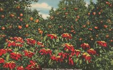 Postcard FL Poinsettias in Florida Orange Groves Posted 1948 Vintage PC H7371 picture