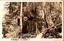 Postcard 9 Foot Cedar Tree Lumberjacks Loggers Western Washington RPPC Unposted picture