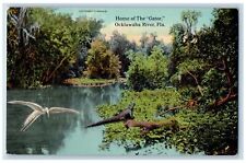 c1910's Home Of The Gator Forest Groves Bird Ocklawaha River Florida FL Postcard picture