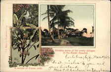 Ancon Panama City Cocoa Pods Hospital c1905 Vintage Postcard picture