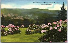 1950's Rhododendron In Bloom On Roan Mountain Eastern Tennessee Posted Postcard picture