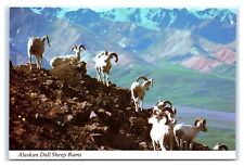 Postcard Alaskan Dall Sheep Rams AK K72 picture