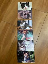 Lot of 6 Unused Postcards Dog Cat Adopt a Pet Local Shelter picture