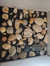 Over 6 lbs of Sea Shells Mixed Seashells Sand Dollars Various sizes *see pics picture