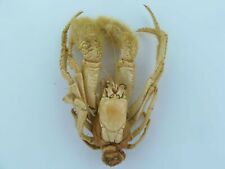 Crustaceans Hermit crab Paguropsis gigas Oddities picture