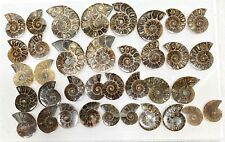 Wholesale Lot 1 Lb Natural Ammonite Fossil Crystal Healing Energy picture