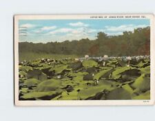 Postcard Lotus Bed St. Jones River near Dover Delaware USA picture