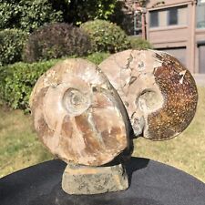 5.94LB TOP Natural Beautiful ammonite fossil conch Crystal specimen heals 2124 picture