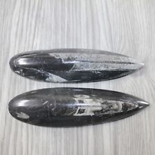 2 Large Orthoceras Fossils  #9445 picture