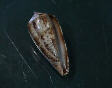 Conus Cinereus 34.2 mm F+++/GEM  Beautiful 