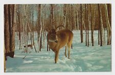 Greetings PEWAUKEE Wis WI Vacationland Scene Monarch of the Forest 1959 Postcard picture