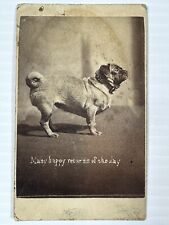 ANTIQUE CDV HARRY POINTER “THE BRIGHTON CATS” PHOTO ANIMAL DOG BRIGHTON 1877 picture