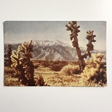 Postcard Desert Cactus Devil's Garden of Cactus California Postmarked 1944 picture
