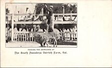 Antique 1902 South Pasadena Ostrich Farm Feeding Postcard California CA READ  picture