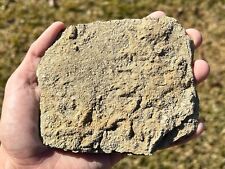 RARE Triple Fossil Starfish Cast Fossils in Matrix Alabama Bangor Limestone Fm picture