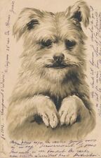 Dog With Its Ears Up Highly Embossed - udb - 1903 picture