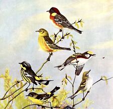 Warbler Types And Variety 1955 Plate Print Birds Of America Nature Art #2 DWEE31 picture
