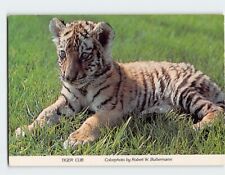 Postcard Tiger Cub (Tigris) picture