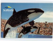 Postcard Two Killer Whales jumping in unison at SeaWorld USA picture