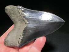 4-3/4 inch MEGALODON SHARK TOOTH Fossil Serrated Teeth SC - MUSEUM QUALITY picture