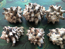 Vasum Sea Shells Black & White Crafts Decor Aquarium 6 Pc LOT 1.5