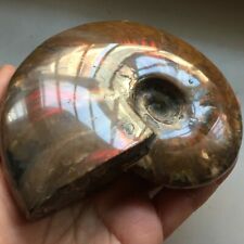 Rainbow435g   Natural conch Ammonite fossil specimens of Madagascar 397 picture