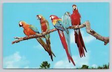 Postcard Florida's Colorful Macaws FL picture