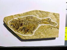 0505- Fossil Fish (Knightia) picture