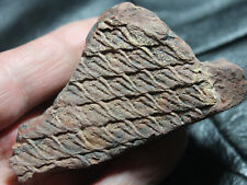 Lepidodendron - Nice preserved Carboniferous fossil bark picture