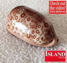 ULTRA Cypraea argus contracasta #1 68.8mm GORGEOUS DARK BEAUTY from Madagascar picture