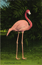 Coral Flamingo Bird in MIAMI Floriday Postcard picture