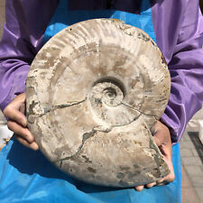 11.3LB Natural colorful large conch fossil specimen healing picture