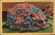 Hydrangea Ocean City's Flower New Jersey ~ 1946 to GRACE WAITE Drexel Hill PA picture