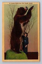 Alaska, AK-Alaska, Largest Kodiak Bear Ever Caught Antique, Vintage Postcard picture
