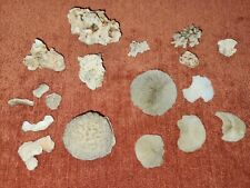 LOT Vintage Natural White Brain Coral mushroom coral  and more picture