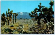 Joshua Trees on the Mojave Desert, Mt. Baldy in the Distance, California, USA picture