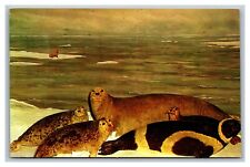 Anchorage, AK Alaska, Wildlife Museum Seal Group Jonas Bros Postcard Posted 1961 picture