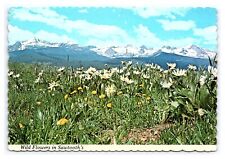 Wildflowers In The Sawtooth's Idaho Postcard Continental Scenic View Card picture