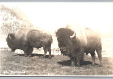 RPPC Buffalo Postcard Buffalos Bison Bull Horns Real Photo Post Card Animal picture