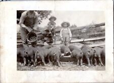 VINTAGE 1940S B&W FOUND PHOTO UNIQUE BOYS PLAY WITH FEEDING PIGS ON FARM AWESOME picture