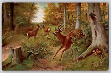 Roe Deer Herd Bucks Wildlife Forest Art Antique Postcard 1910s No. 6019 picture