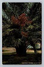 Imperial Valley CA-California, Date Palm, Scenic, Vintage Postcard picture