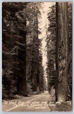 Postcard California Redwood Highway RPPC P188 picture